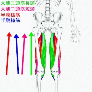 大腿二頭筋の筋トレ ストレッチメニュー 構造 作用 鍛え方のコツまで解説 Slope スロープ