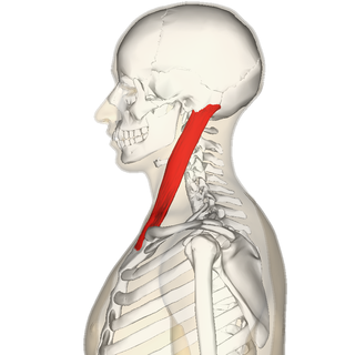胸鎖乳突筋のストレッチ 短期間で首こり 肩こりが解消するコツを解説 簡単な筋トレも Slope スロープ