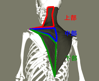 僧帽筋のストレッチメニュー 一瞬で肩こりも解消する伸ばし方のコツも解説 Slope スロープ