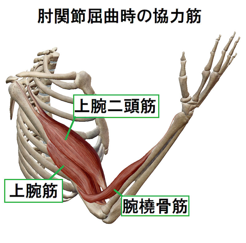 腕の筋肉の名前 作用 画像付きで解説 部位別の筋トレメニューも Slope スロープ