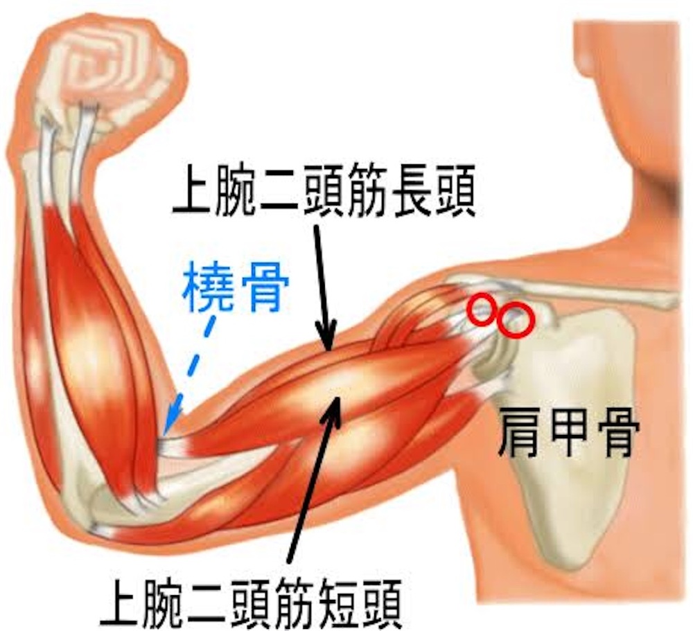 腕の筋肉の名前 作用 画像付きで解説 部位別の筋トレメニューも Slope スロープ