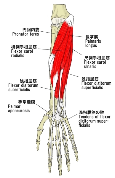 腕 の 筋肉 解剖 図