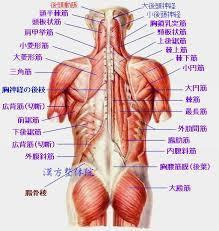 背中の筋肉の名前 作用 画像付きで解説 部位別の筋トレメニューも Slope スロープ