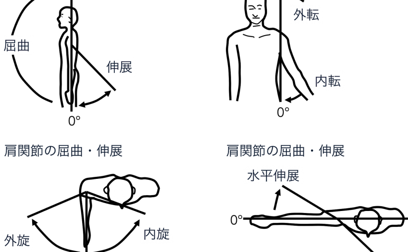 背中の筋肉の名前 作用 画像付きで解説 部位別の筋トレメニューも Slope スロープ