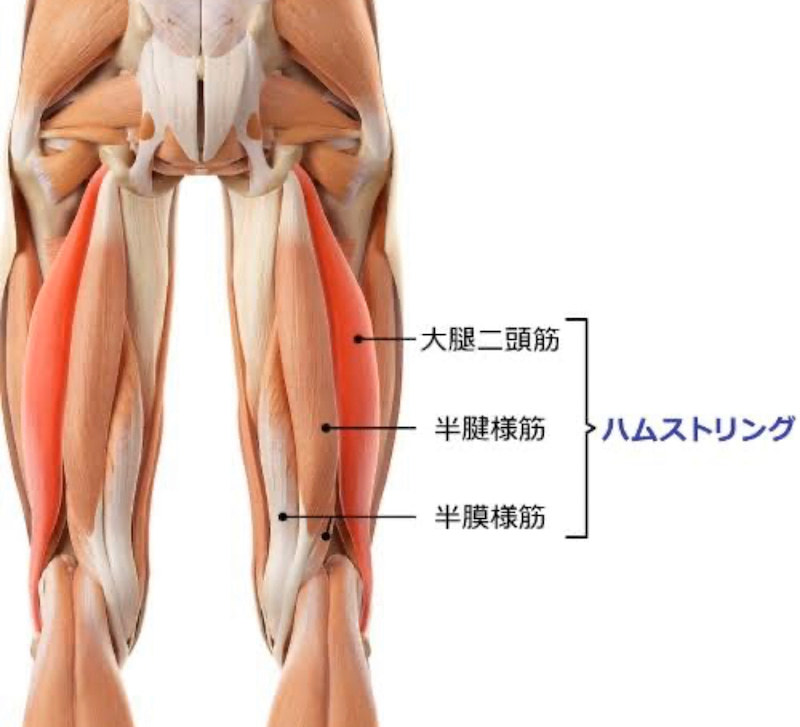 筋肉の大きさランキングtop15 筋トレの順番は大きい筋肉からが効果的 Slope スロープ