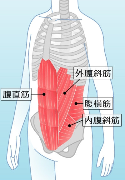 腹筋の構造＆作用！腹筋をバキバキに割る知識を解説！筋トレメニューも！ | Slope[スロープ]