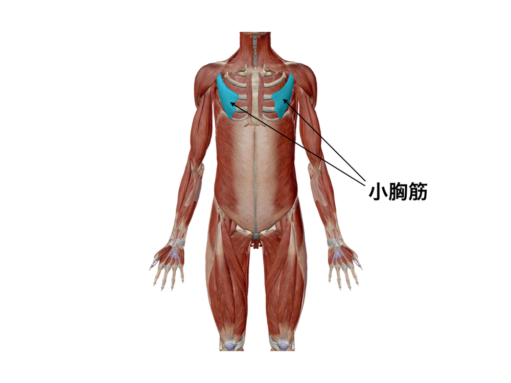 肩 トレ 巻き 筋