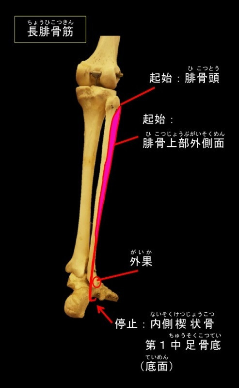 脚の筋肉の名前 作用 画像付きで解説 部位別の筋トレメニューも Slope スロープ