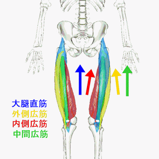 野球に必要な筋肉を投球 打撃 走行別に 部位別の役割 筋トレ方法まで解説 Slope スロープ