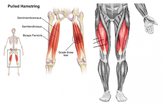 脚の筋肉の名前 作用 画像付きで解説 部位別の筋トレメニューも Slope スロープ