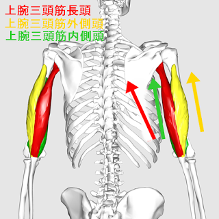 足が速くなる筋トレ 必要な筋肉 短距離走のタイムが縮まる裏技メニューを厳選 Slope スロープ