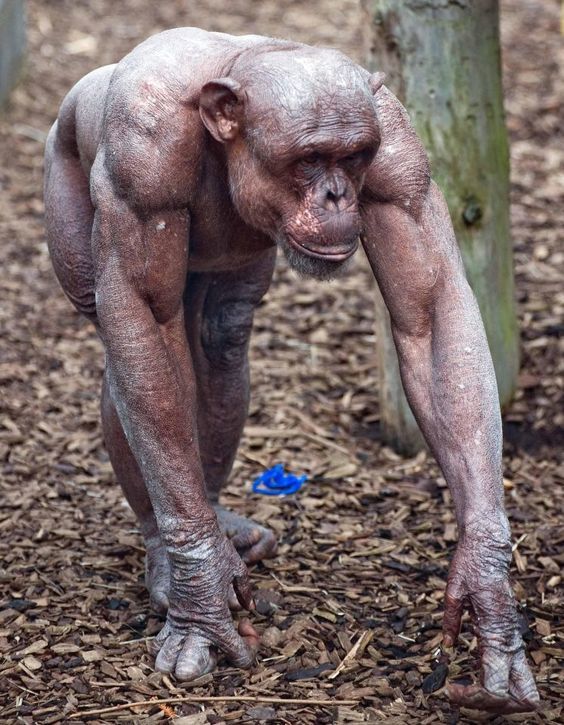 チンパンジーはなぜ筋肉質 小柄なのにマッチョで力強い理由 画像集まで紹介 Slope スロープ
