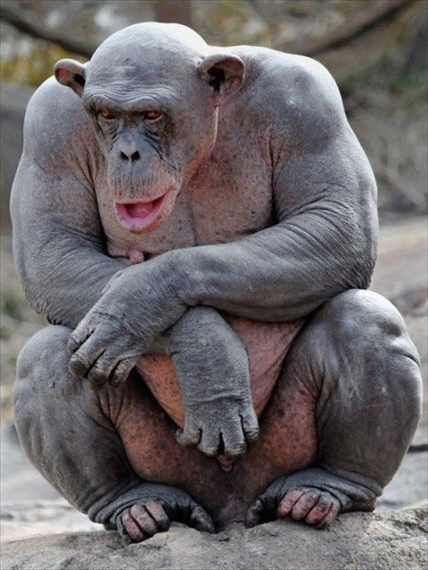 チンパンジーはなぜ筋肉質 小柄なのにマッチョで力強い理由 画像集まで紹介 Slope スロープ