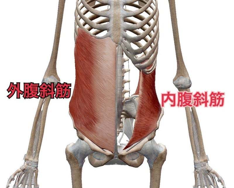 内腹斜筋の筋トレメニュー くびれを作る鍛え方のコツ 構造 作用なども解説 Slope スロープ