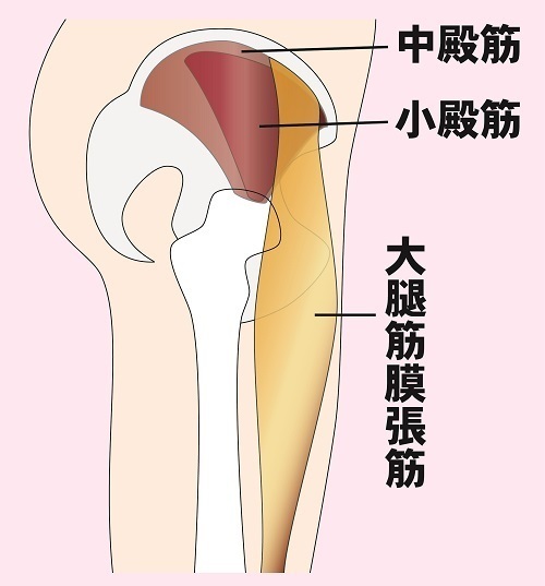 大腿筋膜張筋の筋トレ ストレッチメニュー 構造 作用 鍛え方のコツまで徹底解説 Slope スロープ