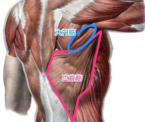 大円筋の筋トレ ストレッチメニュー 構造 作用 鍛え方のコツまで徹底解説 Slope スロープ