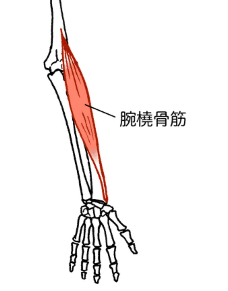 腕橈骨筋の筋トレ ストレッチメニュー 構造 作用 鍛え方のコツまで徹底解説 Slope スロープ