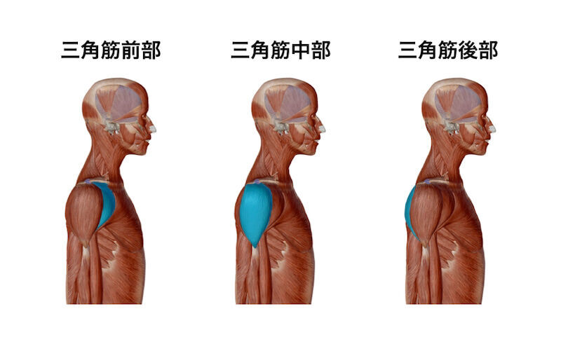 三角筋のダンベル筋トレメニュー 肩の前部 中部 後部が急成長するコツを解説 Slope スロープ