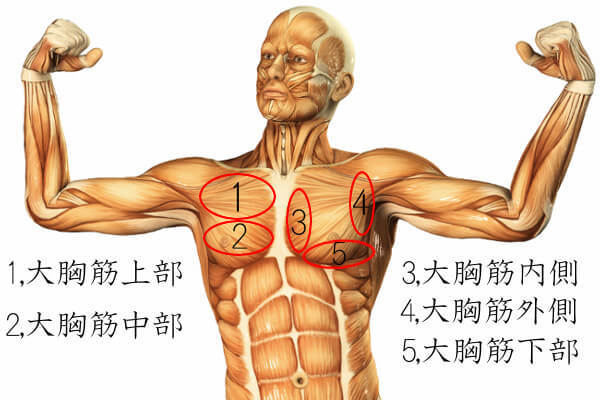 大胸筋上部の筋トレメニュー 短期間で服がピチピチになる鍛え方のコツを解説 Slope スロープ