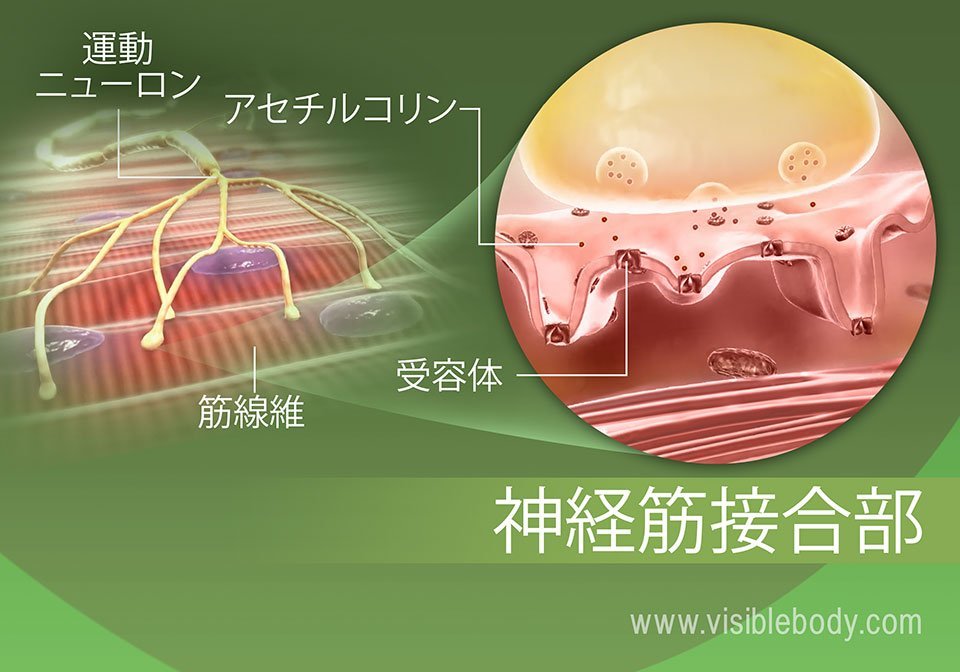 ストリエーションの意味とは カットと違う 出し方 画像集まで紹介 Slope スロープ