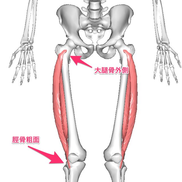 外側広筋のストレッチ 筋トレメニュー 太もも外側の作用 痛みの対処法まで解説 Slope スロープ