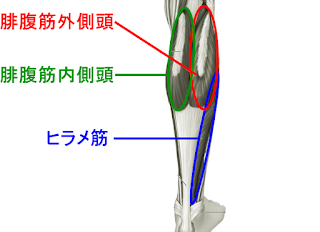 ふくらはぎの筋肉の名前 作用 画像付きで解説 部位別の筋トレメニューも Slope スロープ
