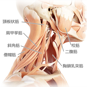 首の筋肉の名前 作用 画像付きで解説 部位別の筋トレメニューも Slope スロープ