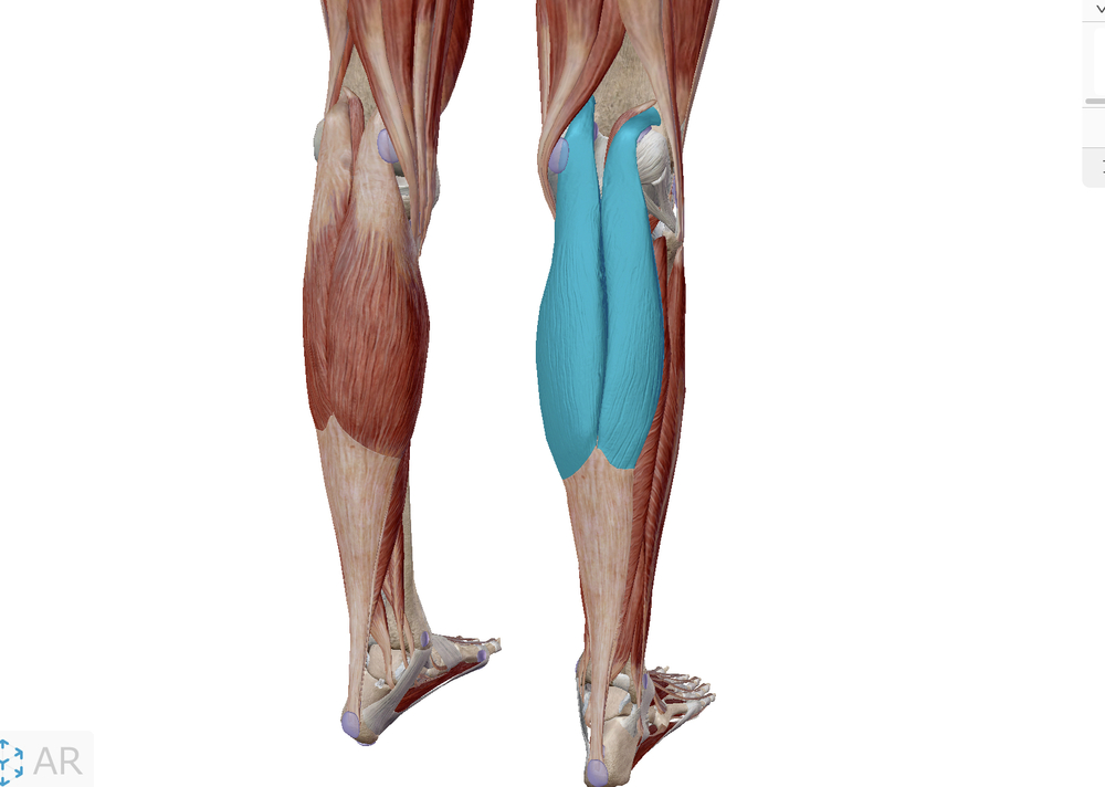 ふくらはぎの筋肉の名前 作用 画像付きで解説 部位別の筋トレメニューも Slope スロープ