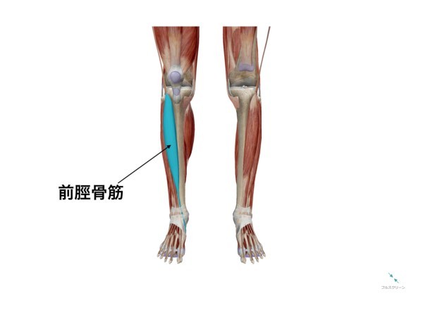 前脛骨筋の筋トレ ストレッチメニュー 構造 作用 鍛え方のコツまで徹底解説 Slope スロープ